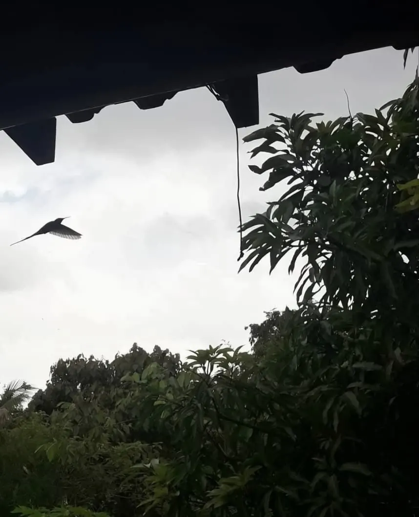 Beija-flor e natureza ao redor do Refúgio Mineiro